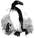 giant auk engraving