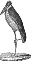 pouched adjutant engraving