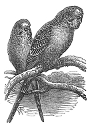 austrailian parrakeets engraving