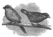 avadavat and waxbill engravings