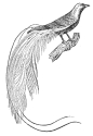 bird of paradise engraving