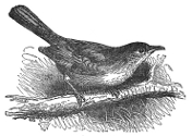 blackcap engraving