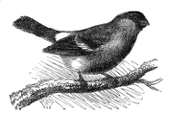 bullfinch engraving