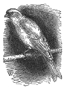 canary engraving