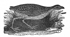 corn crake engraving