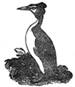 crested grebe engraving