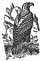 eagle engraving