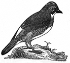 european jay engraving