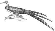 frigate bird engraving