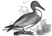 gannet engraving