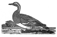 garganey engraving