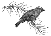 gold-crested wren engraving