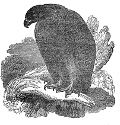 golden eagle engraving