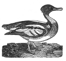 goosander engraving