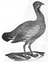 great bustard engraving