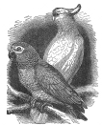 grey parrot and cockatoo engravings
