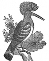 hoopoe engraving