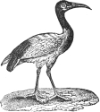 ibis engraving