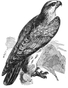 jyrfalcon engraving