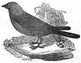 jack daw engraving