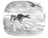 kestral engraving