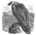 lammergeier engraving