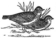 larks engraving