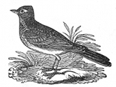 lark engraving