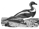 long-tailed duck engraving