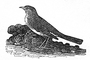 nightingale engraving