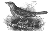 nightingale engraving