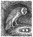 owl engraving