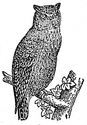 owl engraving