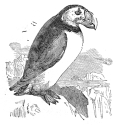 puffin engraving