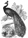 peacock engraving