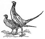pheasants engraving