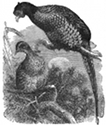 pheasant engraving