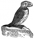 puffin engraving