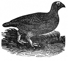 red grouse, moor cock engraving
