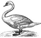 swan engraving