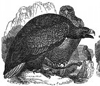 sea eagle engraving