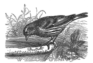 siskin engraving