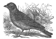 skylark engraving