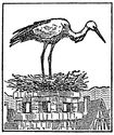 stork engraving