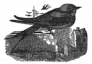 swallow engraving