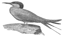 tern engraving