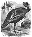 turkey engraving