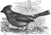 virginian nightingale engraving