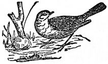 wagtail engraving