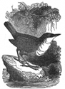 water ouzel engraving